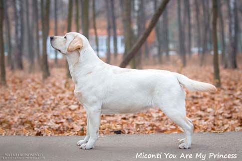 Лабрадор Miconti You Are My Princess