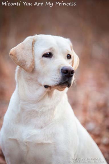 Лабрадор Miconti You Are My Princess