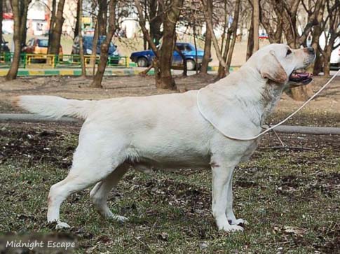 Лабрадор Midnight Escape