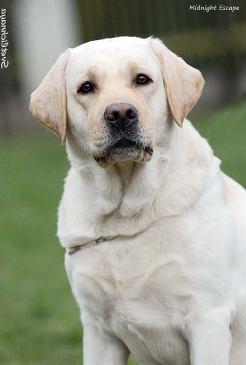 Лабрадор Midnight Escape