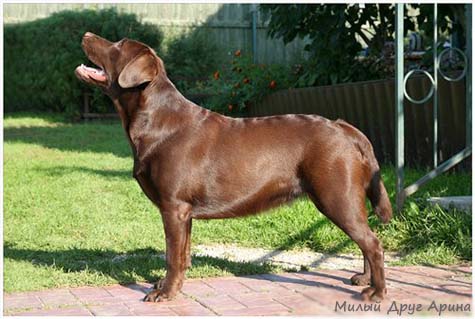 Лабрадор Милый Друг Арина