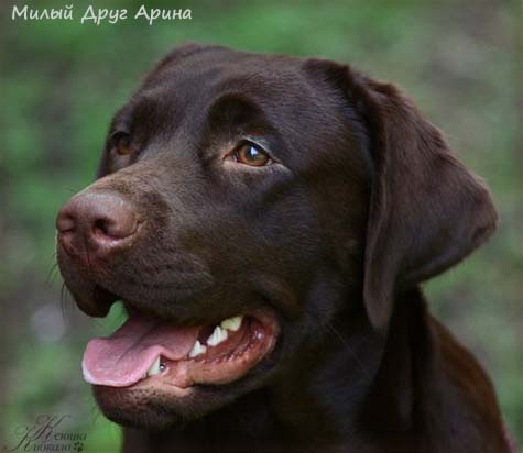 Лабрадор Милый Друг Арина