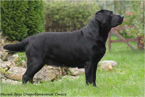 Лабрадор Милый Друг Очаровательная Стася