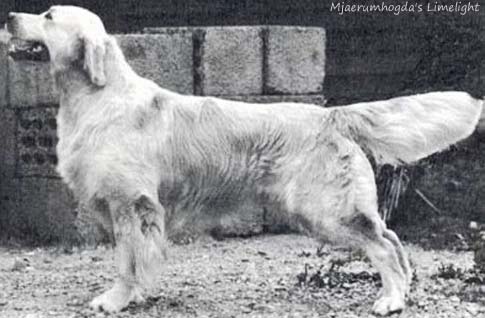 Mjaerumhogda's Limelight