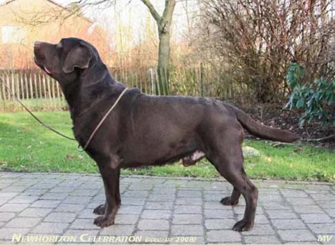 Newhorizon Celebration