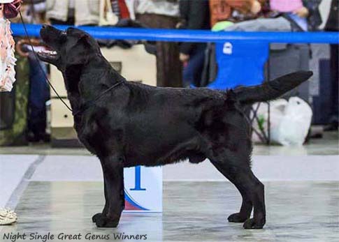 Лабрадор Night Single Great Genus Winners