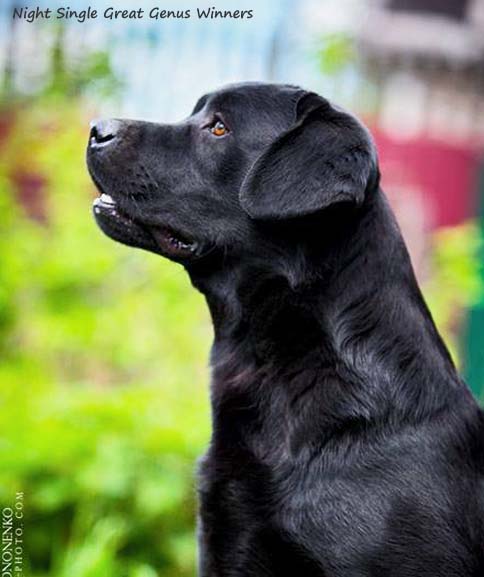 Лабрадор Night Single Great Genus Winners