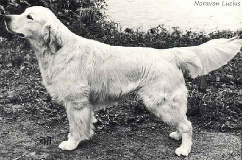 Noravon Lucius
