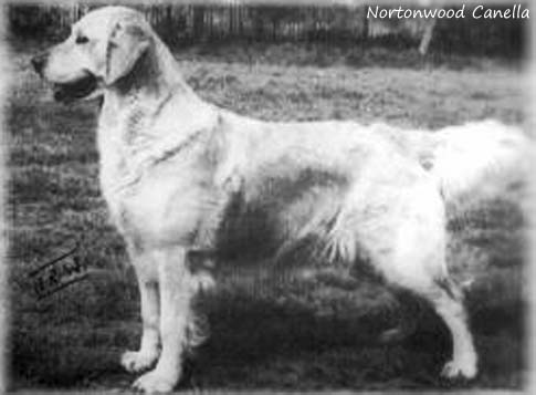 Nortonwood Canella