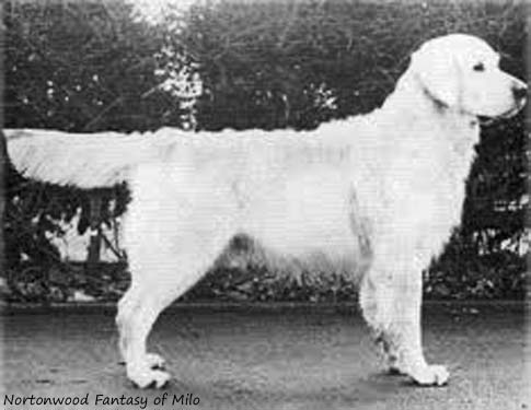 Nortonwood Fantasy of Milo
