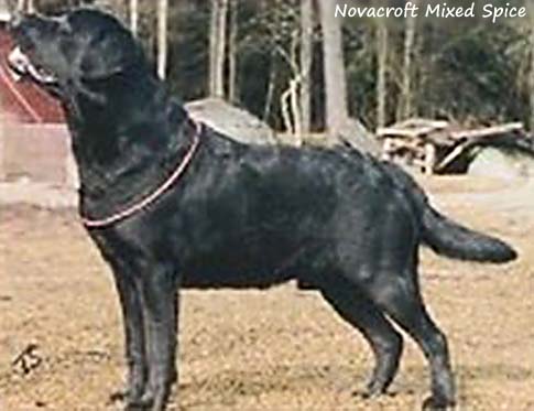Лабрадор Novacroft Mixed Spice