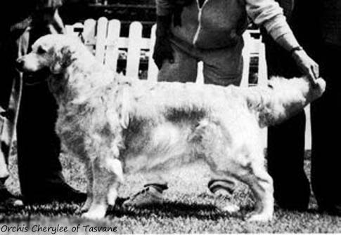 Orchis Cherylee of Tasvane