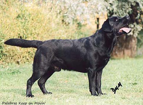 Лабрадор Palabras Keep on Movin'