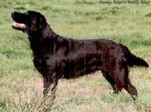 Лабрадор Penny Royal's Betty Boop