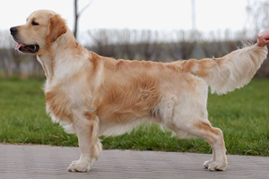 голден ретривер Чемпион России Fine Art Rudgieri Emperor