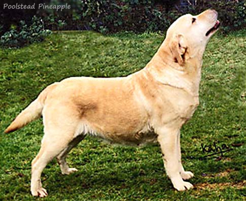 Лабрадор Poolstead Pineapple