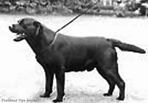 Лабрадор Poolstead Pipe Smoker