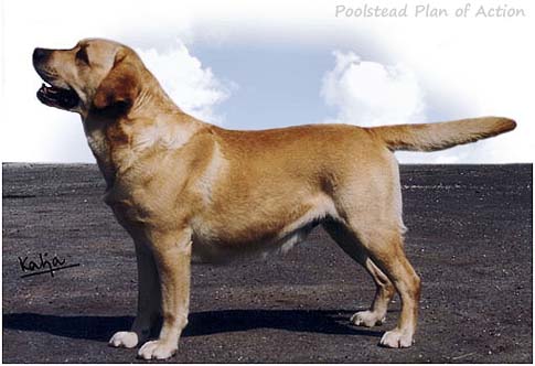 Лабрадор Poolstead Plan Of Action