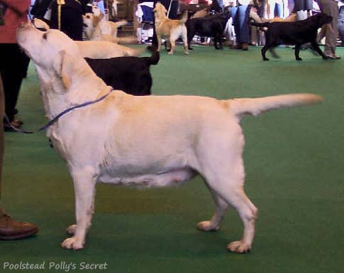 Лабрадор Poolstead Polly's Secret