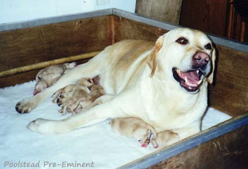 Лабрадор Poolstead Pre-Eminent