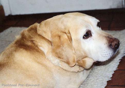 Лабрадор Poolstead Poolstead Pre-Eminent