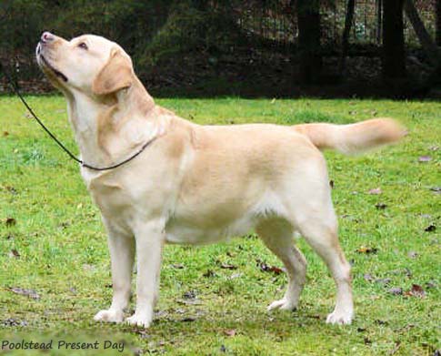 Лабрадор Poolstead Present Day