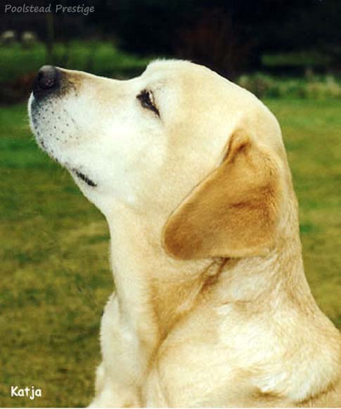 Лабрадор Poolstead Prestige