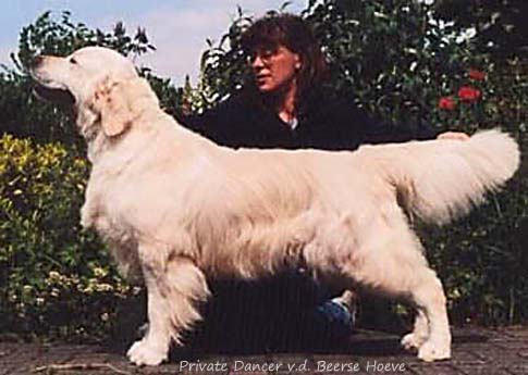 Private Dancer v.d. Beerse Hoeve
