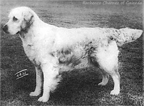 Rachenco Charnez of Gaineda
