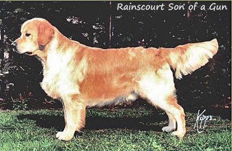 Rainscourt Son of a Gun