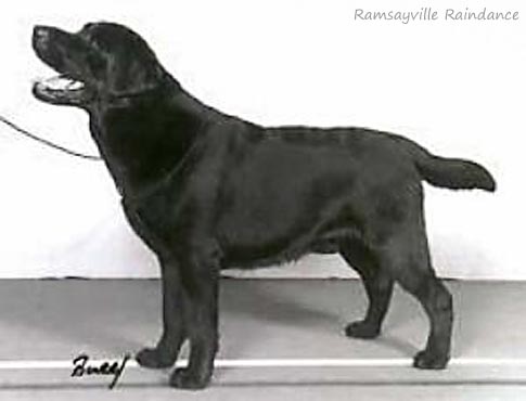 Лабрадор Ramsayville Raindance