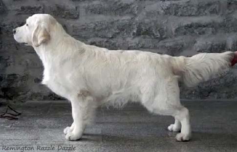 Remington Razzle Dazzle