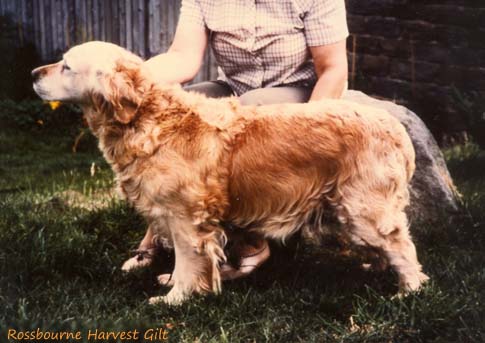 Rossbourne Harvest Gilt