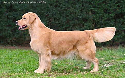 Royal Crest Gold-N Water Violet
