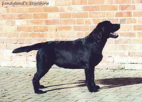 Sandylands Star Shine