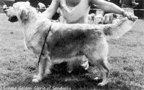  Sansue Golden Gloria Of Sandusky