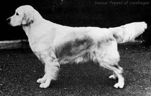  Sansue Pepper Of Lovehayne