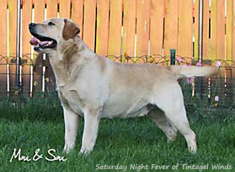 Saturday Night Fever Of Tintagel Winds