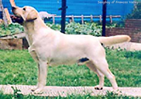 Sexyboy of Francos Valley