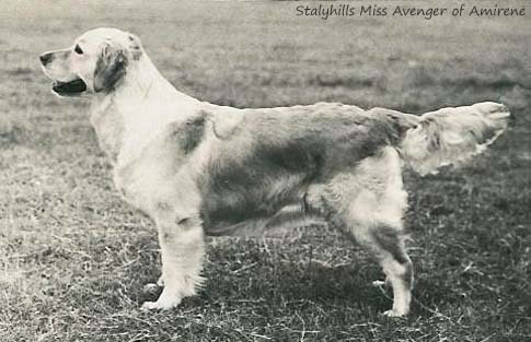 Stalyhills Miss Avenger of Amirene
