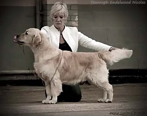 Stanroph Endelwood Nicolas
