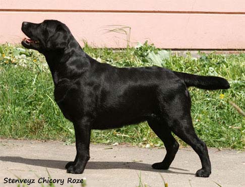 Лабрадор Stenveyz Chicory Rose