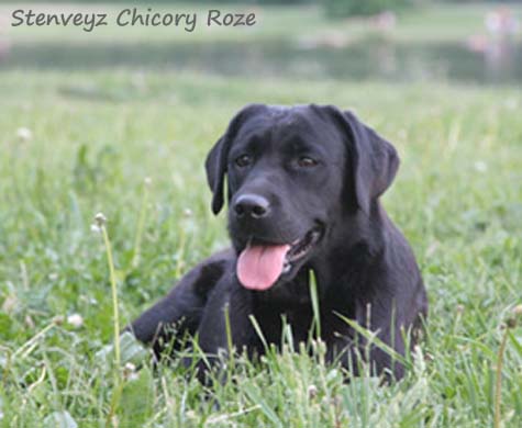 Лабрадор Stenveyz Chicory Rose