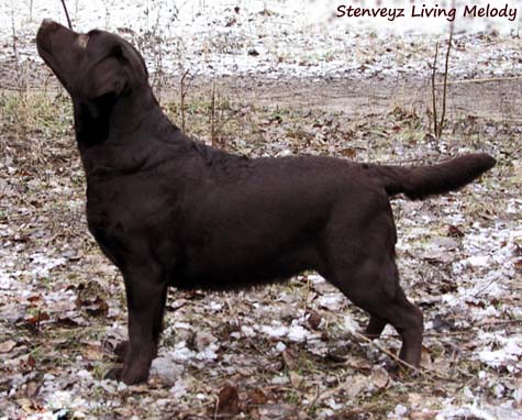 Лабрадор Stenveyz Living Melody