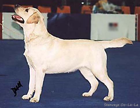 Лабрадор Stenveyz Oo-La-La