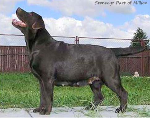 Лабрадор Stenveyz Part of Million
