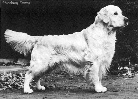 Stirchley Saxon