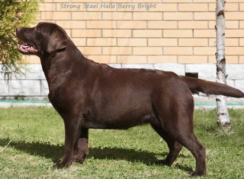 Лабрадор Strong Stael Harley Davidson Manly