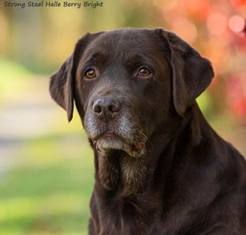 Лабрадор Strong Stael Harley Davidson Manly