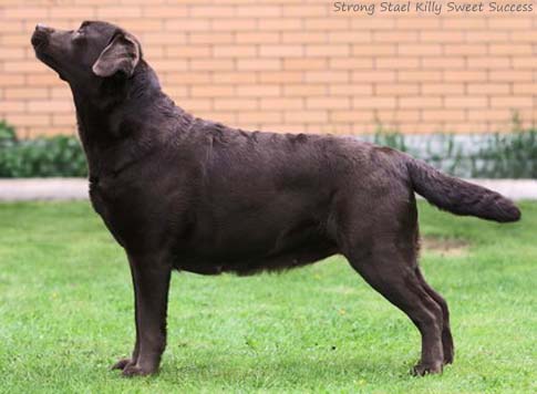 Лабрадор Strong Stael Killy Sweet Success